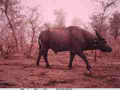 Syncerus caffer brachyceros