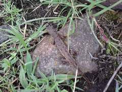 Sceloporus scalaris