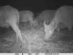 Syncerus caffer brachyceros