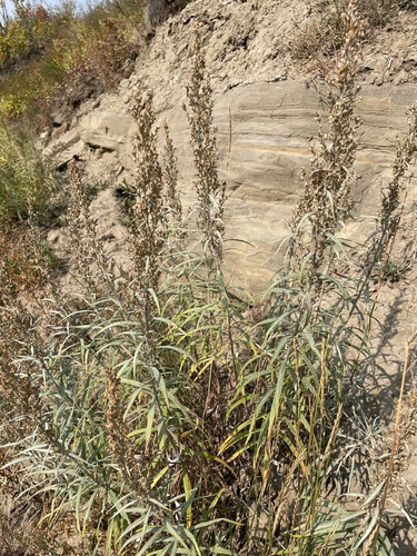 Longleaf Wormwood