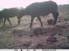 Syncerus caffer brachyceros