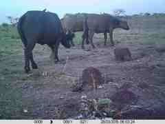 Syncerus caffer brachyceros