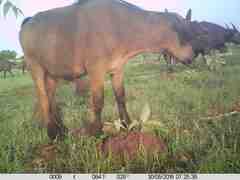 Syncerus caffer brachyceros