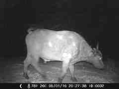 Syncerus caffer brachyceros