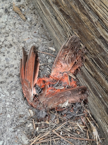 Northern Cardinal photographed in Wyoming
