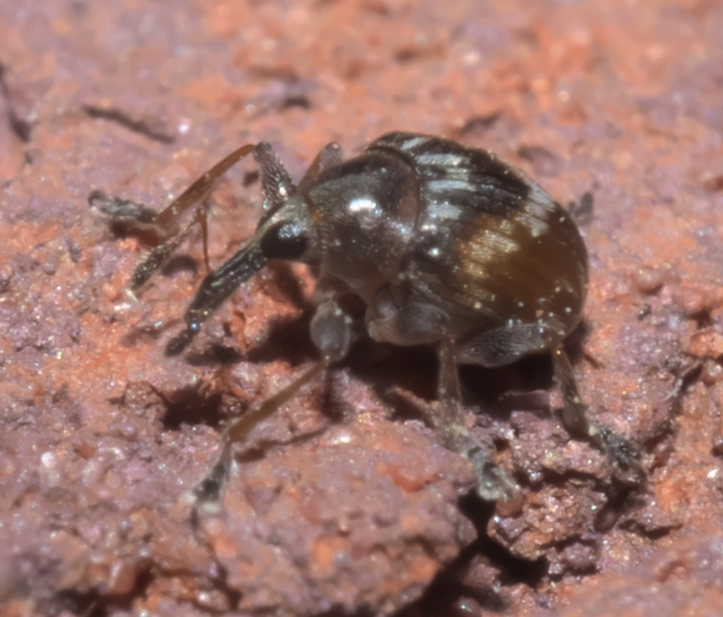 Nanodactylus