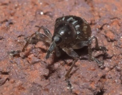 Nanodactylus obesulus