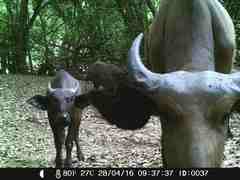 Syncerus caffer brachyceros