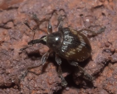 Nanodactylus obesulus