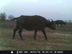 Syncerus caffer brachyceros