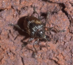 Nanodactylus obesulus