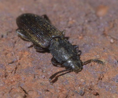 Nausibius major