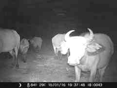 Syncerus caffer brachyceros