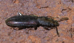 Nausibius major