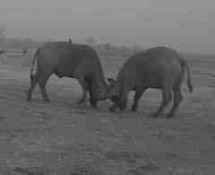 Syncerus caffer brachyceros