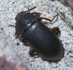 Neatus tenebrioides