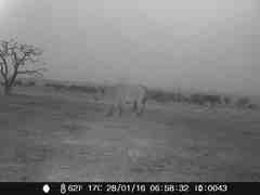 Syncerus caffer brachyceros