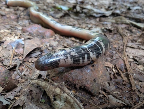 Spotted Blind Snake
