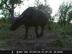 Syncerus caffer brachyceros