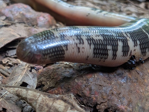 Photo of a Spotted Blind Snake (Afrotyphlops punctatus)