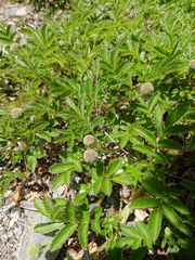 Acaena ovalifolia