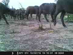 Syncerus caffer brachyceros