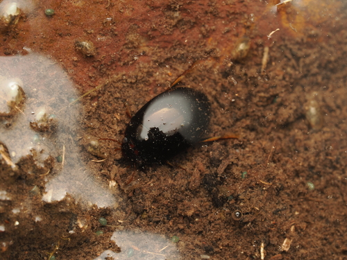 Agabini