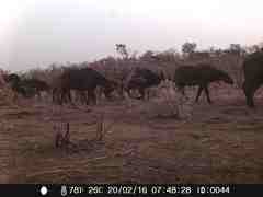 Syncerus caffer brachyceros