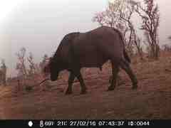 Syncerus caffer brachyceros