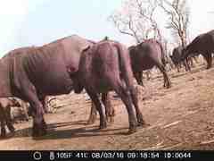 Syncerus caffer brachyceros