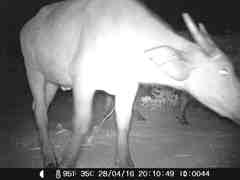 Syncerus caffer brachyceros