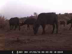 Syncerus caffer brachyceros