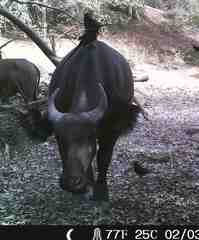 Syncerus caffer brachyceros