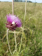 Carduus nutans leiophyllus