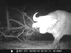 Syncerus caffer brachyceros