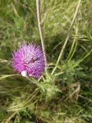 Carduus nutans leiophyllus