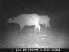 Syncerus caffer brachyceros