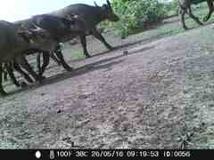 Syncerus caffer brachyceros