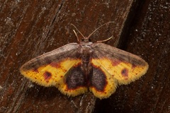 Chrysocraspeda mitigata