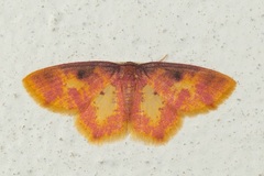 Chrysocraspeda