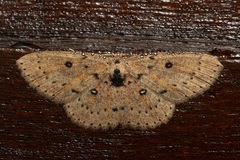 Cyclophora carsoni