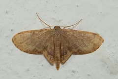 Lophophleps phoenicoptera