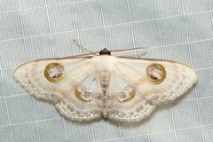 Problepsis borneamagna