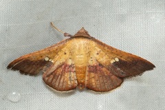 Banisia intonsa