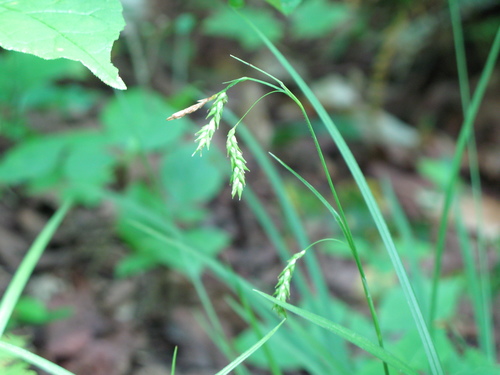 Carex X knieskernii