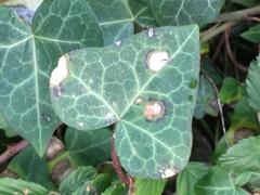 Colletotrichum trichellum