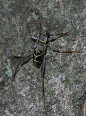 Neoclytus scutellaris
