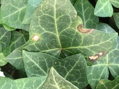 Colletotrichum trichellum