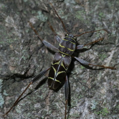 Neoclytus scutellaris