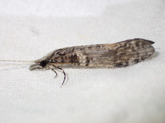 Triplectides similis